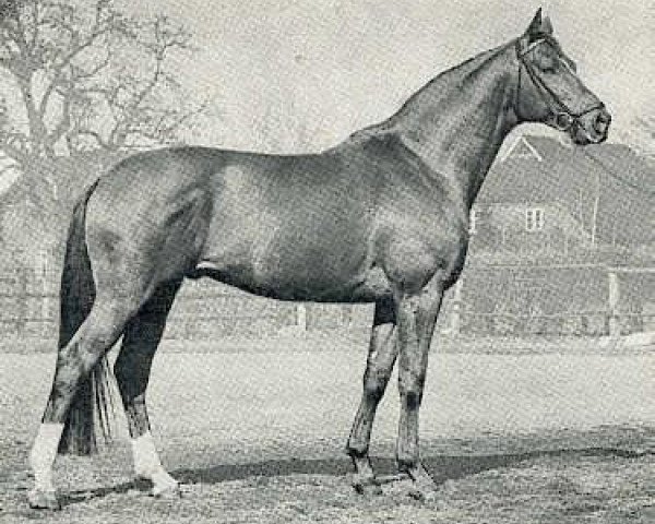stallion Vincent (Trakehner, 1972, from Ibikus)