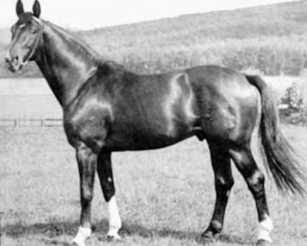 horse Impuls (Trakehner, 1953, from Humboldt)
