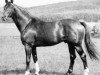 stallion Impuls (Trakehner, 1953, from Humboldt)