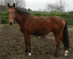 broodmare Lafayette (Westphalian, 1995, from Landadel)