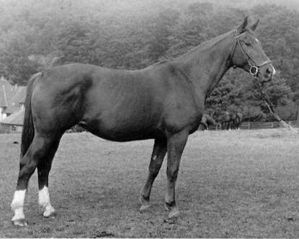 horse Isolda (Trakehner, 1960, from Impuls)