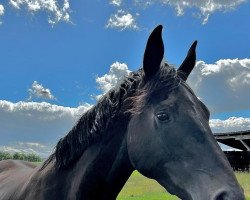 broodmare Samira (Hanoverian, 2019, from Sarotti Mocca-Sahne)