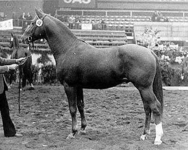 stallion Valerian (Trakehner, 1973, from Ibikus)