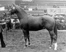 stallion Valerian (Trakehner, 1973, from Ibikus)