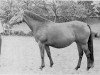horse Flocke IV (Trakehner, 1959, from Gabriel)