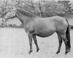 broodmare Flocke IV (Trakehner, 1959, from Gabriel)