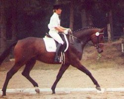 Zuchtstute Sarogna (Trakehner, 1986, von Arogno)