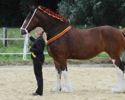 broodmare Pantyrhuad Heidi (Shire, 2006, from Penrhos Braveheart)