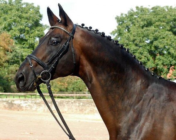 stallion Showmaster (Trakehner, 1990, from Kostolany)