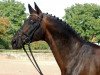 stallion Showmaster (Trakehner, 1990, from Kostolany)