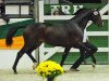 stallion Grand Corazon (Trakehner, 2009, from Symont)