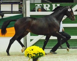 stallion Grand Corazon (Trakehner, 2009, from Symont)