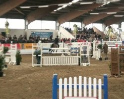 jumper Shaitaan (Hanoverian, 2004, from Stolzenberg)