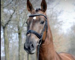 dressage horse Konferra (Oldenburg, 2017, from Don Ferro)