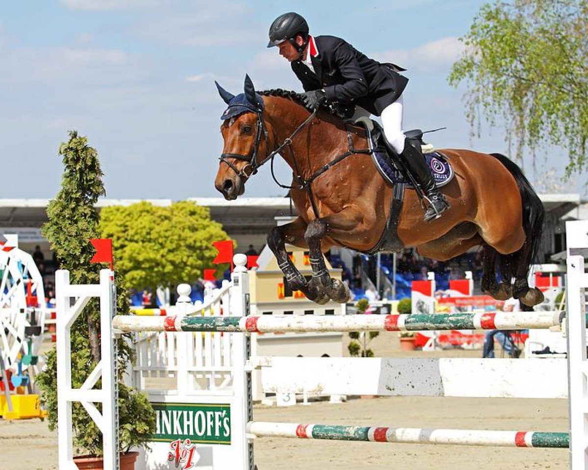 Springpferd Vinchester Pkz (KWPN (Niederländisches Warmblut), 2003, von Heartbreaker)