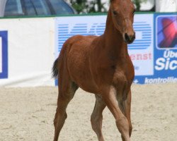 horse Lindgren (Oldenburg show jumper, 2010, from Lancado)