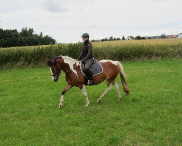 horse Emmi (Little German Riding Horse, 2008)