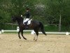 dressage horse Rameau 15 (Hanoverian, 2006, from Rascalino)