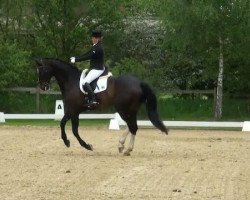 dressage horse Rameau 15 (Hanoverian, 2006, from Rascalino)