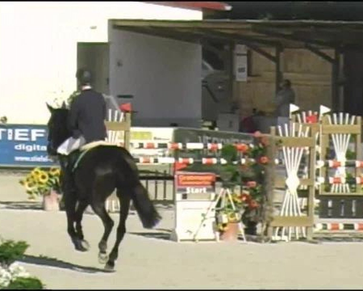 broodmare Cyra la Noire (Hanoverian, 2001, from Carbid 3)