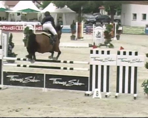 jumper George 107 (Hessian Warmblood, 2001, from Giorgio)