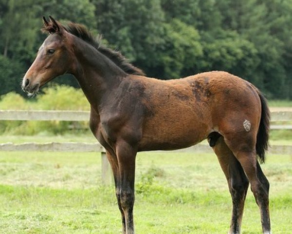 stallion Big Surprise (Westphalian, 2012, from Bretton Woods)