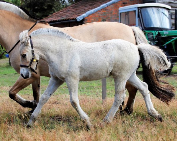 horse Norin (Fjord Horse, 2022, from Nansen N.2316)