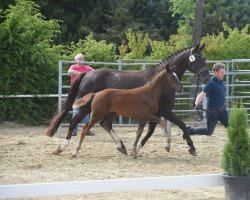 broodmare Sydney (Westphalian, 2010, from Sir Donnerhall II OLD)