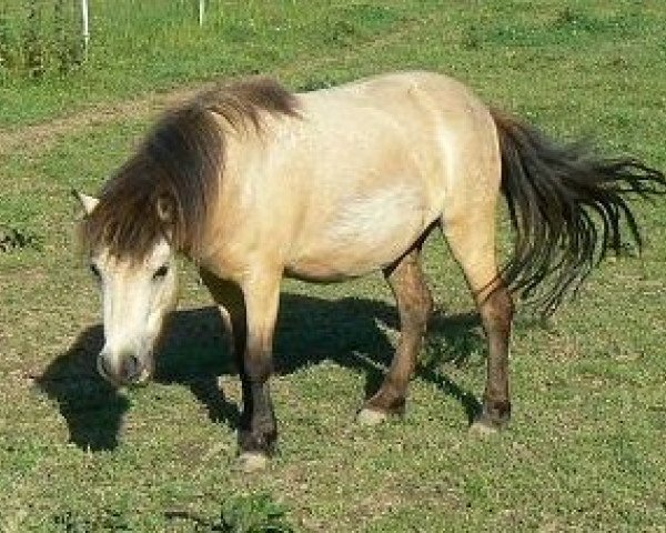 broodmare Julina (Shetland Pony, 2008, from Omar v.'t Olde Mulder)