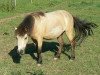 Zuchtstute Julina (Shetland Pony, 2008, von Omar v.'t Olde Mulder)