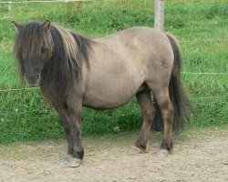 Zuchtstute Falbala von Buchberg (Shetland Pony, 1999, von Asterix v.d. Dolfijn)