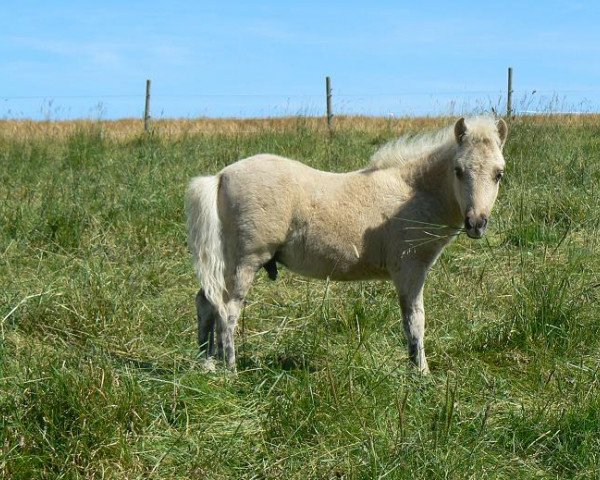 horse Kovu von den Hunsrückponys (Shetland Pony, 2012, from Kimba)