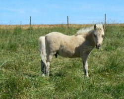 horse Kovu von den Hunsrückponys (Shetland Pony, 2012, from Kimba)