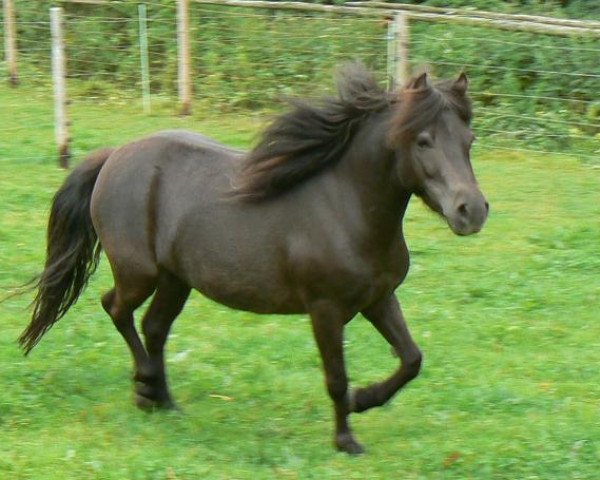 Zuchtstute Miss Marpel (Kleines Deutsches Pony, 2008, von Sherberton Baileys)