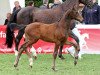 dressage horse Fridolin (Westphalian, 2012, from Franziskus FRH)