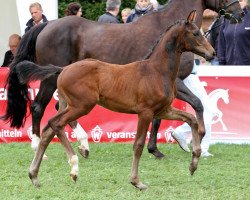 dressage horse Fridolin (Westphalian, 2012, from Franziskus FRH)