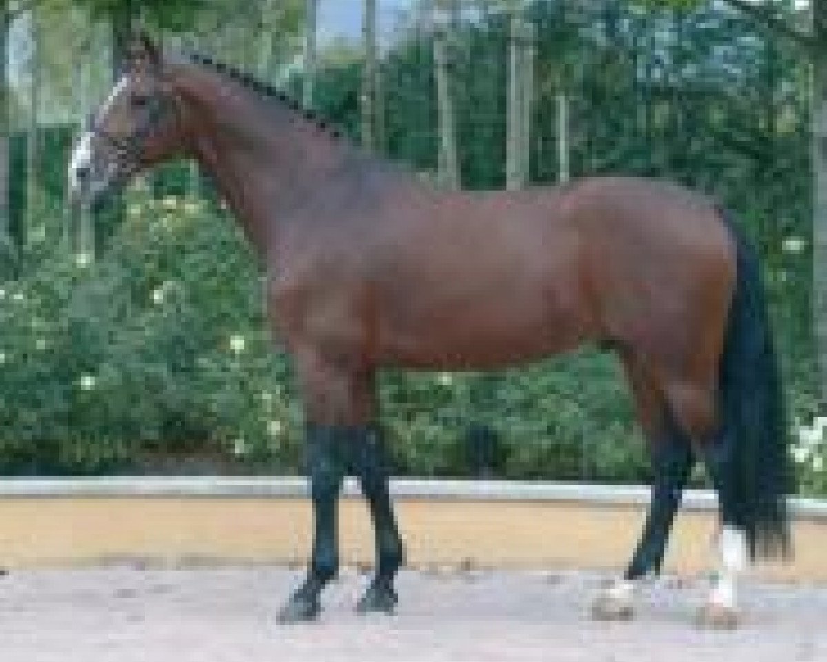 stallion Acodetto II (Holsteiner, 2002, from Acorado I)