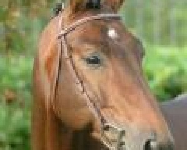 stallion Michael Braun (Hanoverian, 2001, from Stakkato)