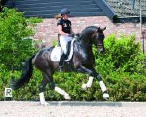 stallion Connaisseur (Hanoverian, 2007, from Con Amore)