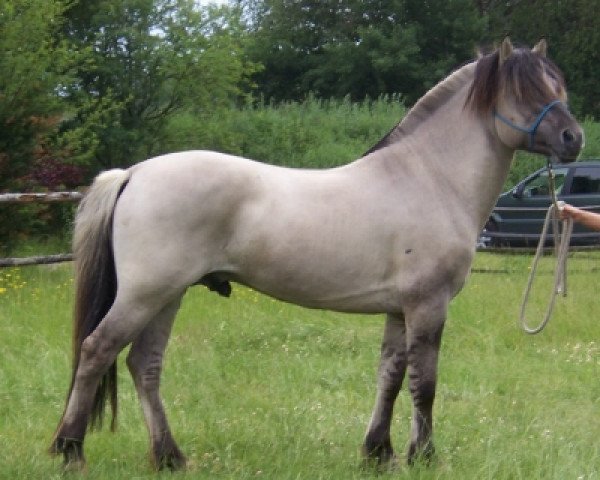 Deckhengst Gandalf (Fjordpferd, 2001, von Ginger)