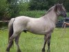 stallion Gandalf (Fjord Horse, 2001, from Ginger)