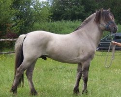 stallion Gandalf (Fjord Horse, 2001, from Ginger)