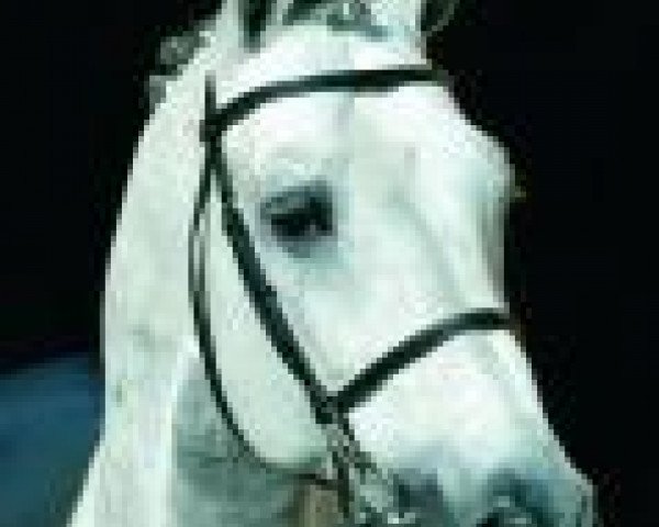 stallion Lucky Boy (Sella Italiano, 1991, from Lavall II)