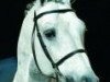 stallion Lucky Boy (Sella Italiano, 1991, from Lavall II)