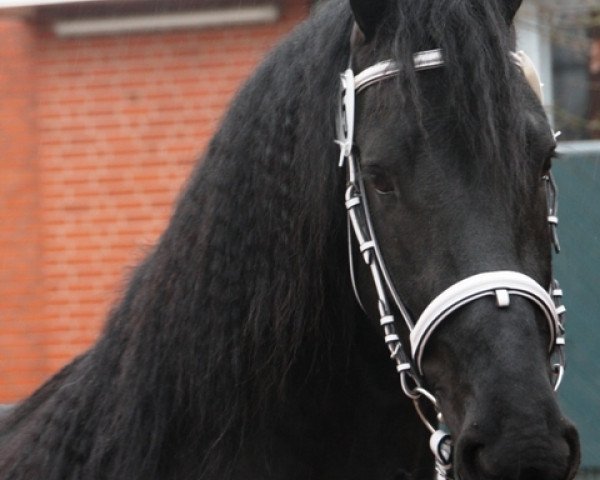 horse Watse fan Unia State (Friese, 2007, from Doaitsen 420)
