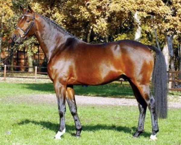 stallion Distelzar (Trakehner, 1998, from Gribaldi)
