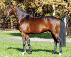 stallion Distelzar (Trakehner, 1998, from Gribaldi)