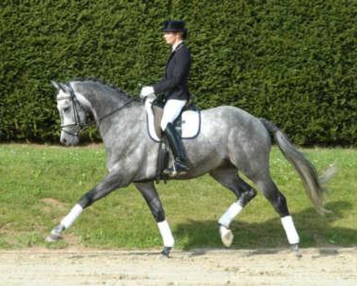 Deckhengst Interconti (Trakehner, 2000, von Consul)