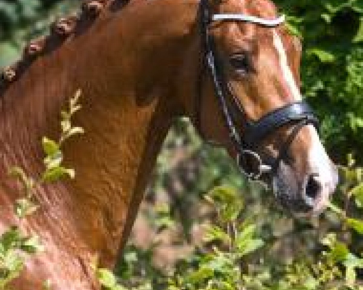 stallion President's Chagall D&r (KWPN (Royal Dutch Sporthorse), 2007, from Jazz)