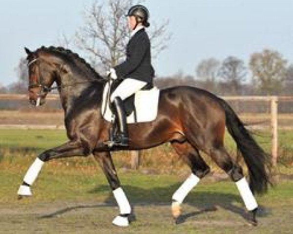 stallion Diamo Gold (Oldenburg, 2007, from Dimaggio)